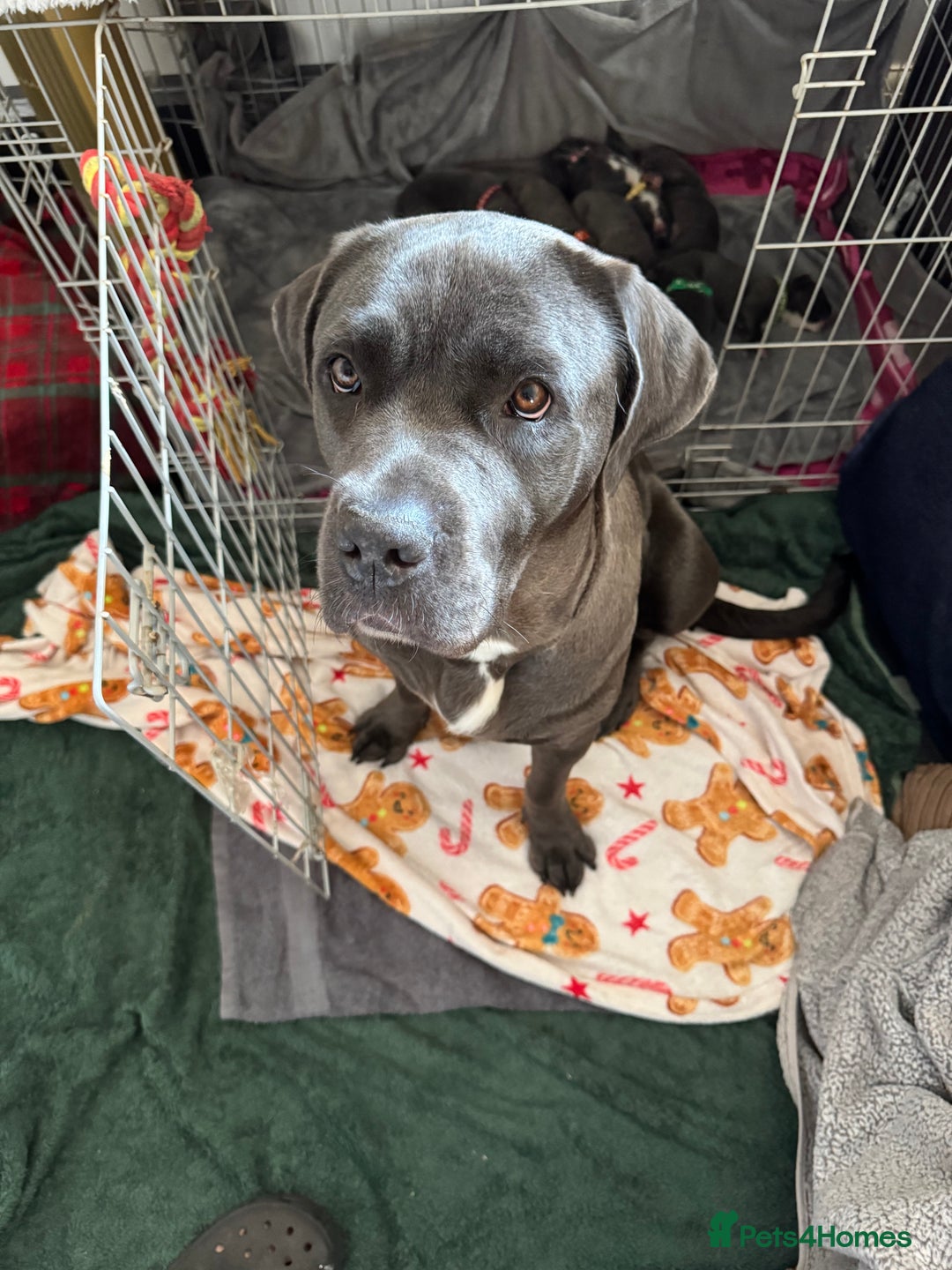 Cane Corso dogs for sale: Cane corso puppies for sale  - Image 22