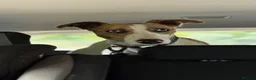 Mixed Breed dogs for sale: Male Lurcher - Advert 2