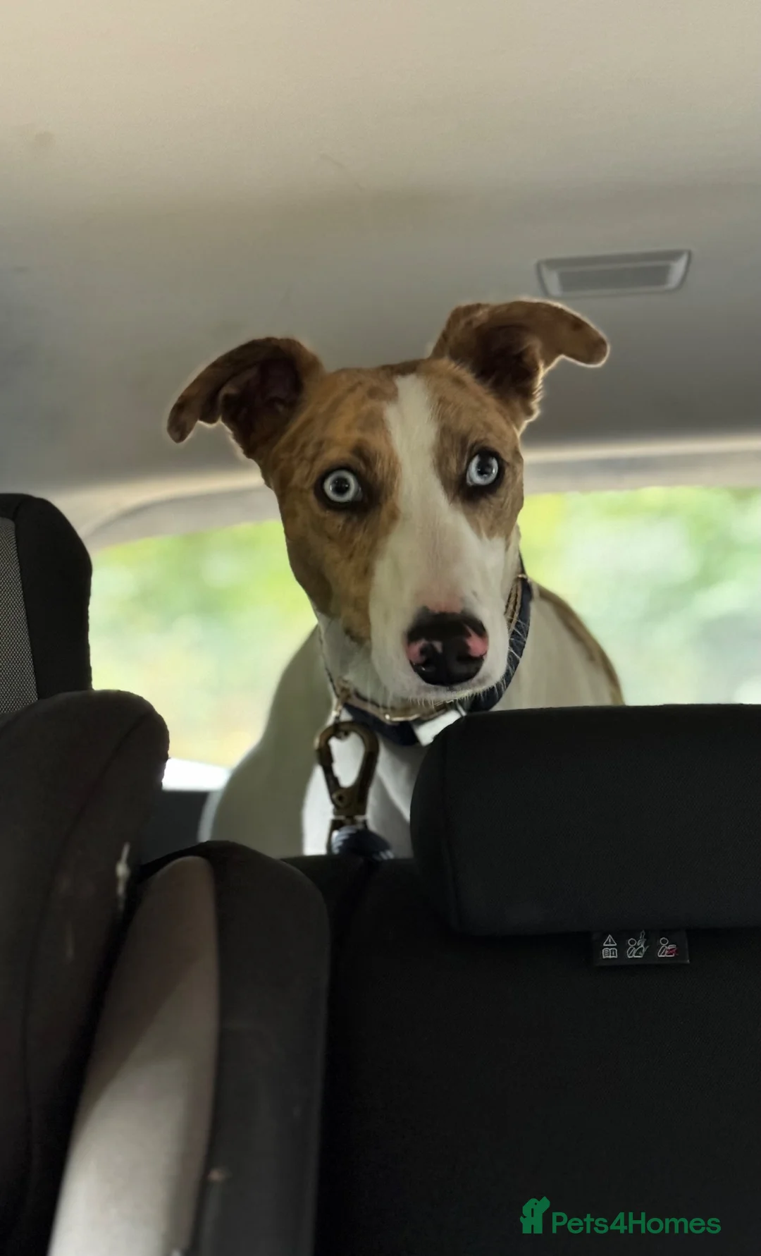 Mixed Breed dogs for sale: Male Lurcher - Advert 2