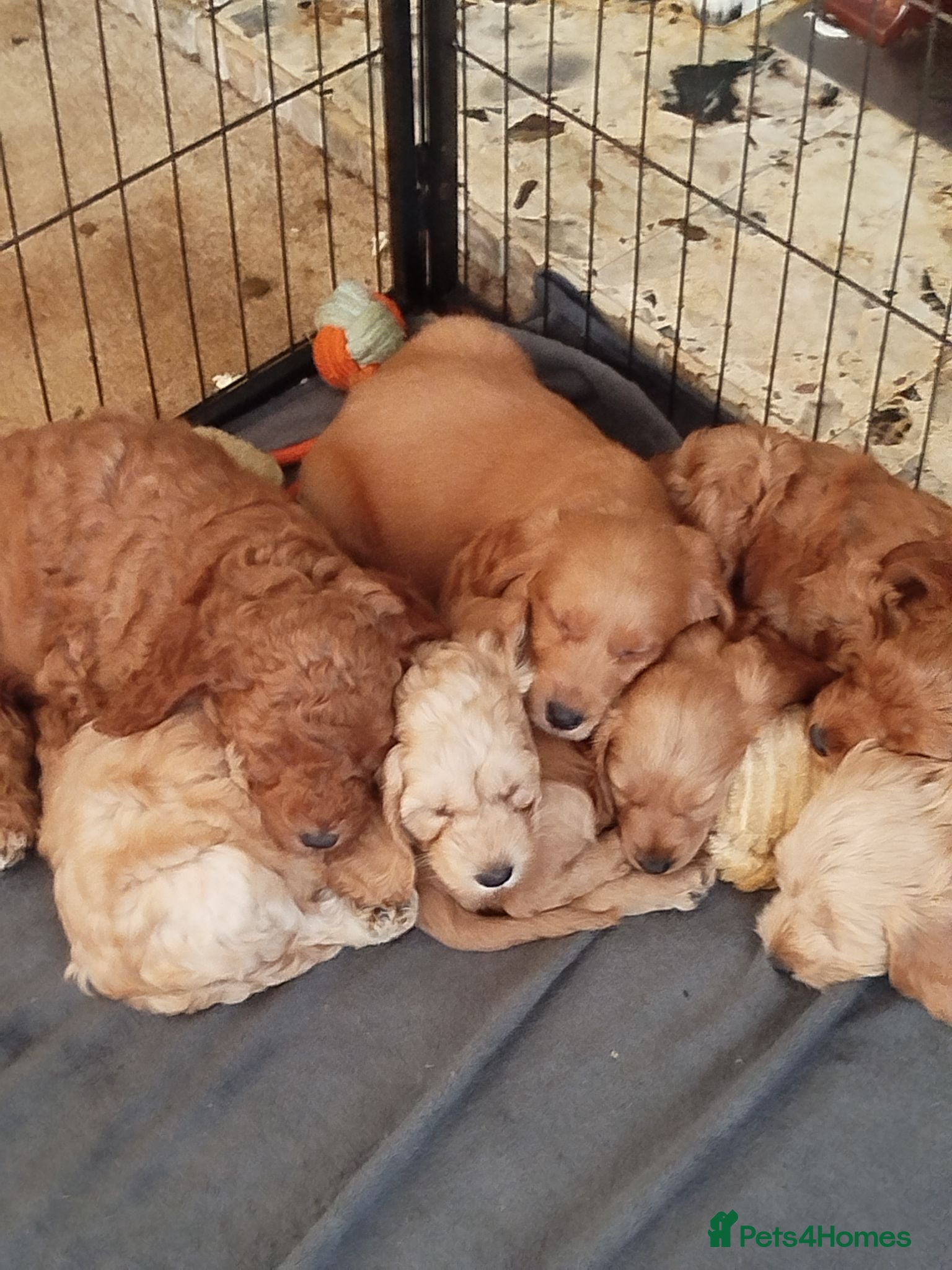 Cockapoo dogs  Cockerpoo f2  - Advert 2
