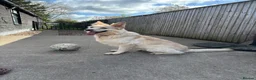 German Shepherd dogs for sale: White Apricot/Cream 3yrs old (2023). - Advert 37