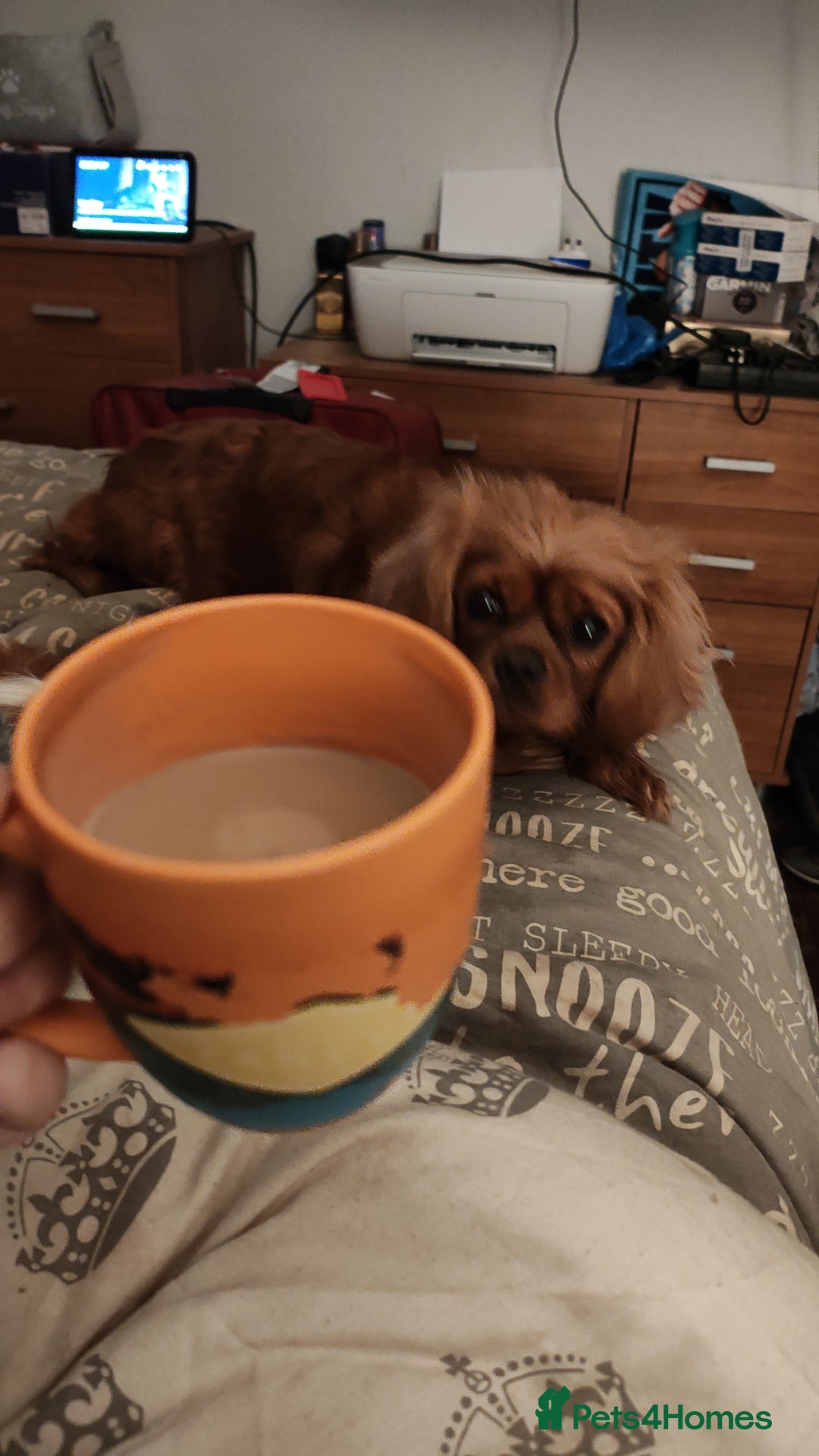 Cavalier King Charles Spaniel dogs for sale: Loving girl needing a new home  - Advert 6