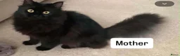 Siberian cats for sale: Siberian x Siberian Neva Masquerade Kittens - Advert 2