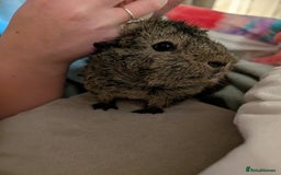 Guinea Pig rodents for sale: Two female guineapigs for rehoming - Image 1