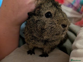 Guinea Pig rodents - Advert 1