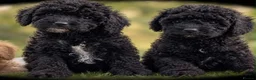 Toy Poodle dogs for sale: Beautiful Toy Poodles  - Advert 5