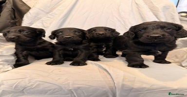 Cocker Spaniel dogs FTC KC Registered Cocker Spaniel Puppies  - Advert 1