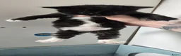 Domestic Shorthair cats for sale: 3 Beautiful female kittens  - Advert 3