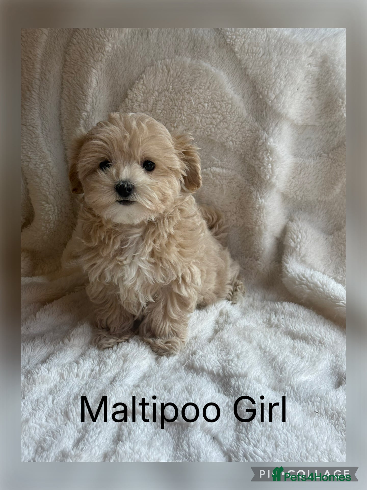 Maltipoo dogs Gorgeous Teddy Bear F1 Maltipoo READY NOW - Advert 1