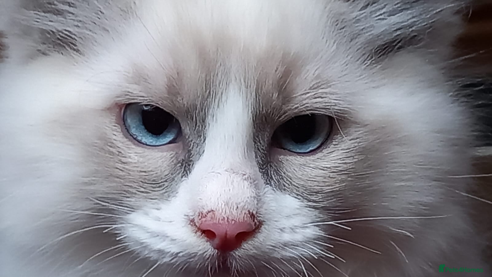 Ragdoll cats Beautiful overly friendly ragdoll kittens. - Advert 4