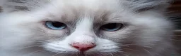 Ragdoll cats for sale: Beautiful overly friendly ragdoll kittens. - Advert 3