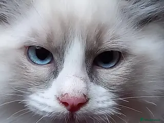 Ragdoll cats Beautiful overly friendly ragdoll kittens. - Advert 4
