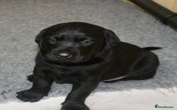 Labrador Retriever dogs for sale: FTCH SIRED LABRADOR PUPS - Image 12
