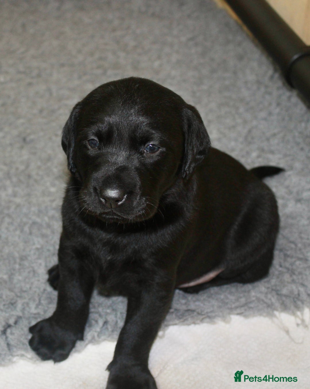 Labrador Retriever dogs for sale: FTCH SIRED LABRADOR PUPS - Image 12