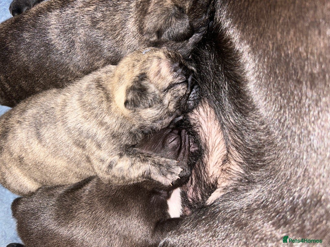 Frug dogs for sale: Frug puppies  - Advert 15