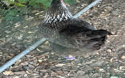 Chickens poultry for sale: 8 hybrid hens for sale  - Image 9