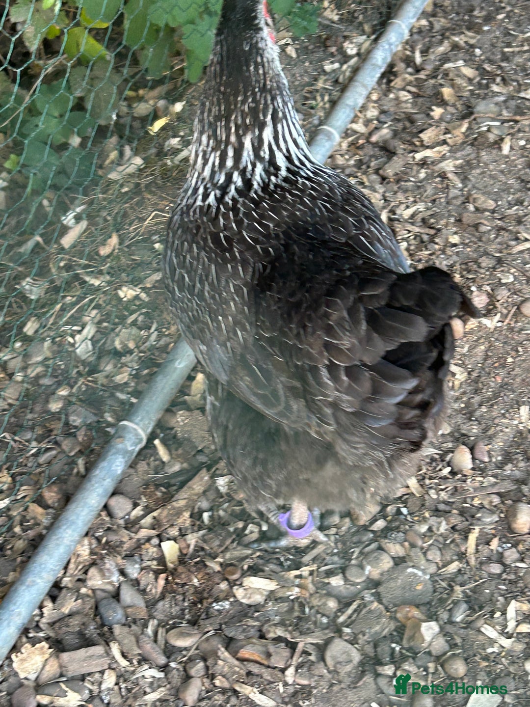 Chickens poultry for sale: 8 hybrid hens for sale  - Image 9