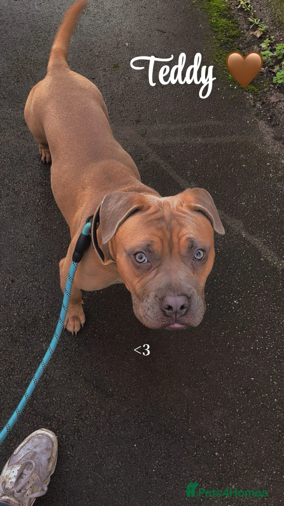 Mixed Breed dogs for sale: Teddy  - Advert 1