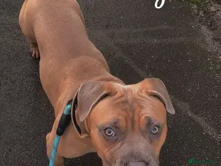 Mixed Breed dogs Teddy - Advert 2