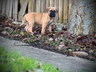 Cane Corso dogs ✨PatoSquad Kennel FCI only 1 Girl available✨ - Advert 6
