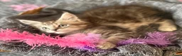 Maine Coon cats for sale: Beautiful Maine Coon kittens **READY NOW*** - Advert 14