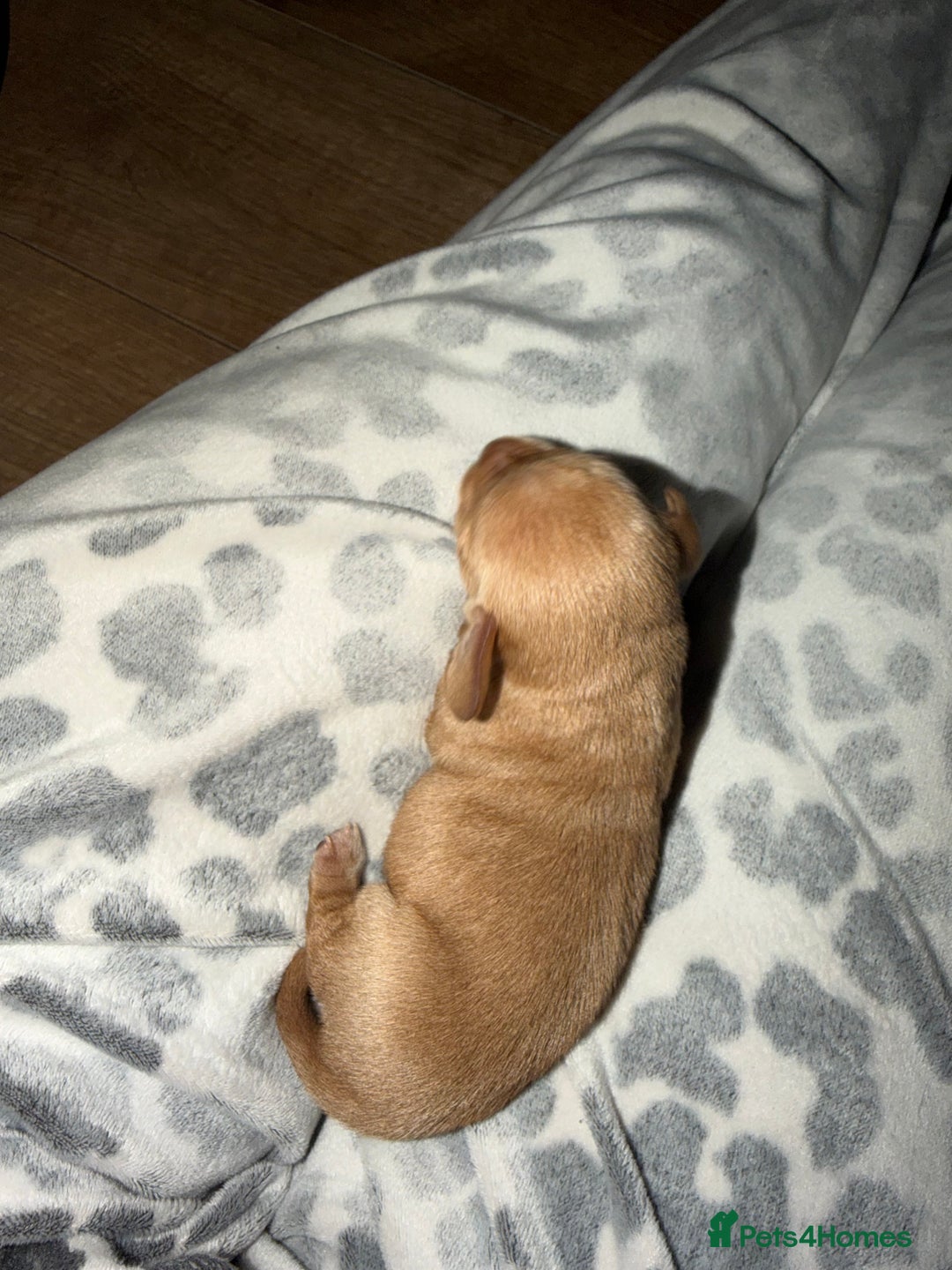 Chiweenie dogs for sale: Chiweenies  - Advert 4