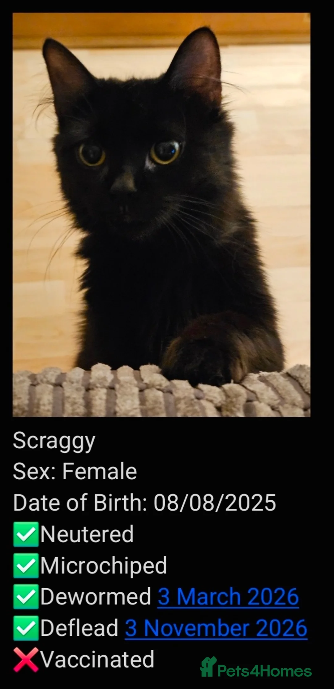 Mixed Breed cats for adoption: Lovely fluffy young rescue female needs new home - Advert 1