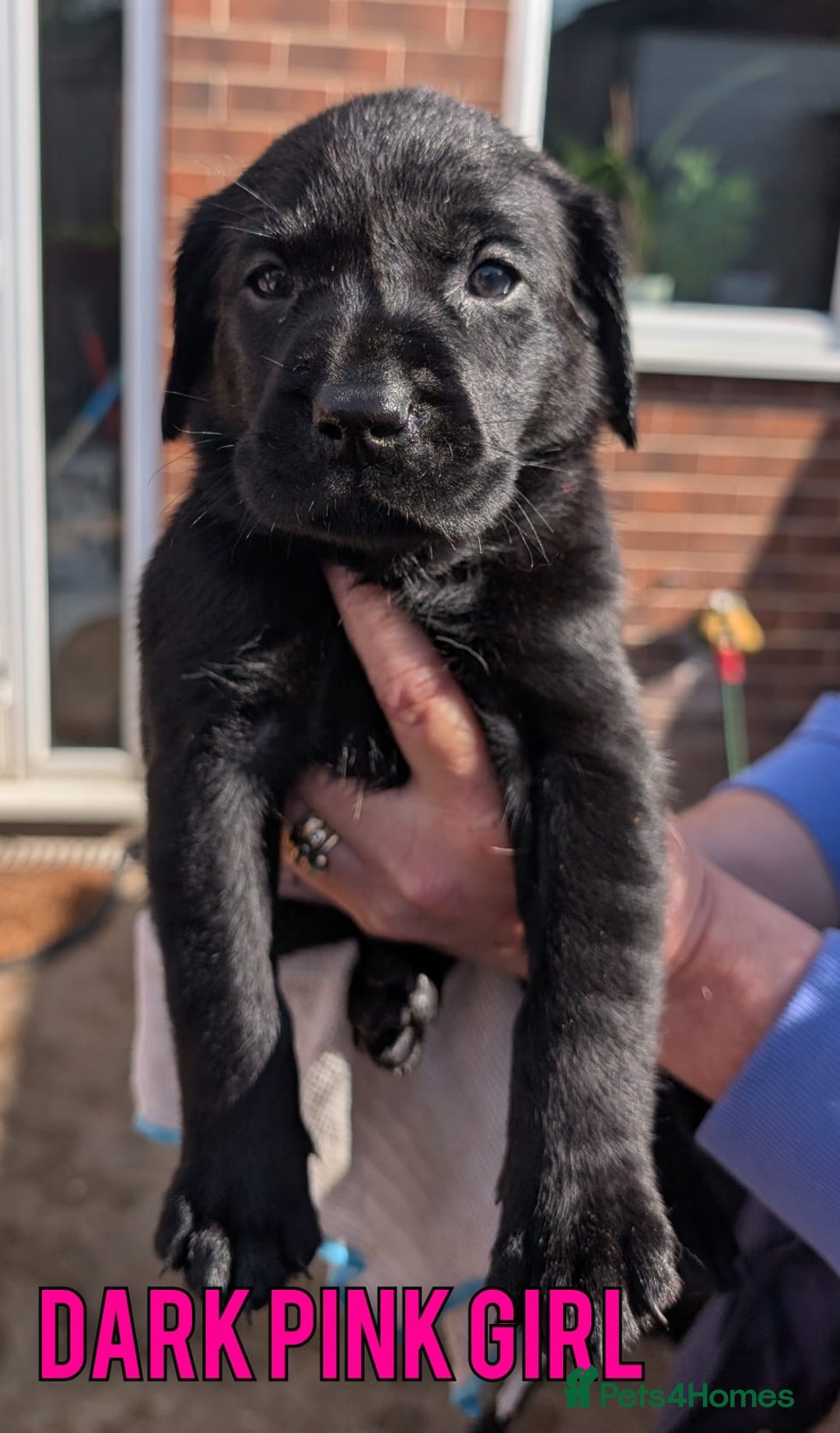 Labrador Retriever dogs for sale: Black/Golden Labrador Pups - Image 4