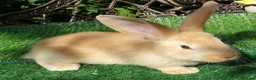 Continental Giant rabbits for sale: PURE bred Continental Giants - Vaccinated RESERVE  - Advert 4