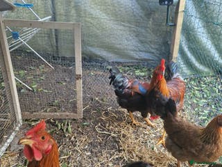 Chickens poultry 2 Roosters for exchange only - Advert 5