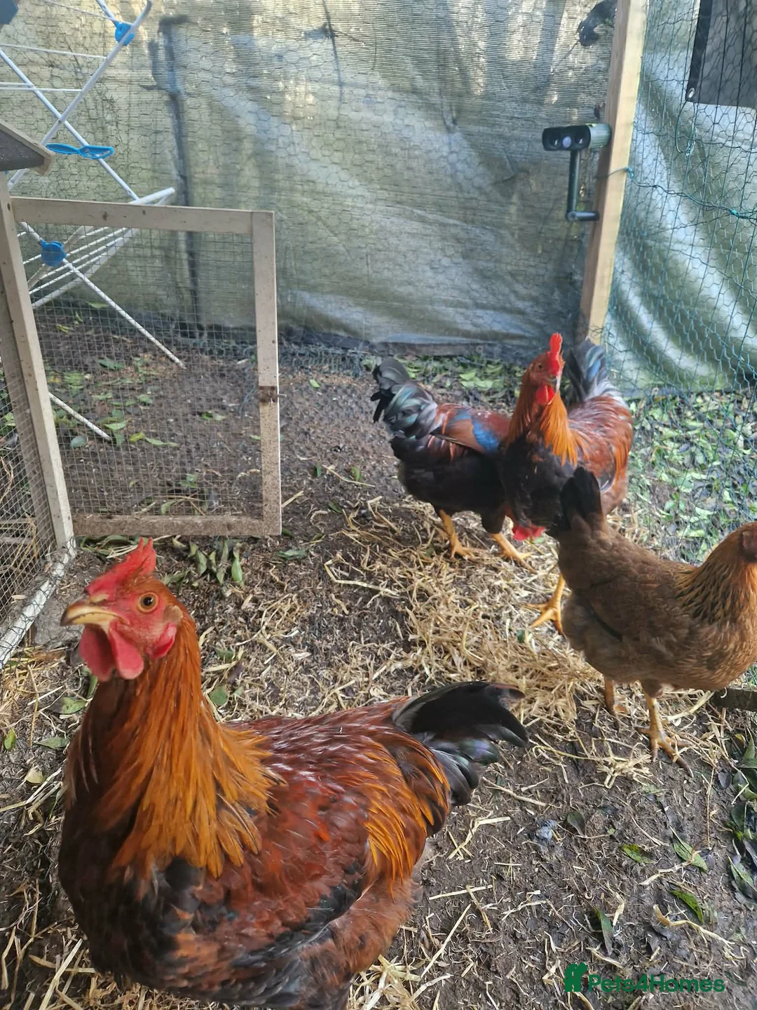 Chickens poultry for sale: 2 Roosters for exchange only - Advert 1