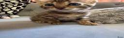 Bengal cats for sale: 💕Rosetted bengal kittens 💕 - Advert 11