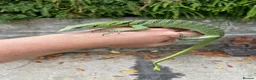Monitor reptiles for sale: Varanus Reisengeri PAIR (Yellow Tree Monitors) - Advert 5