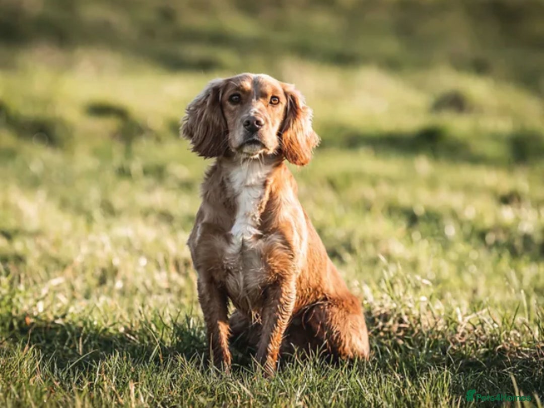 Cocker Spaniel dogs for sale: 3 Stunning Working Cocker Spaniel Boys 🐶  - Advert 11