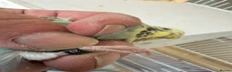 Budgerigars birds for sale: Budgies for sale  in Spalding - Advert 6