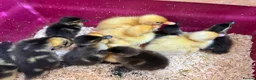 Ducks poultry for sale: Mallard Ducklings - Advert 6