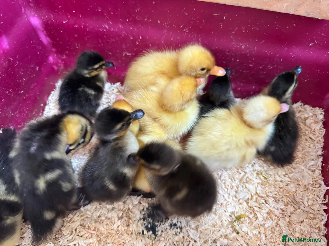 Ducks poultry for sale: Mallard Ducklings - Advert 6