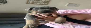 Rottweiler Puppy 3