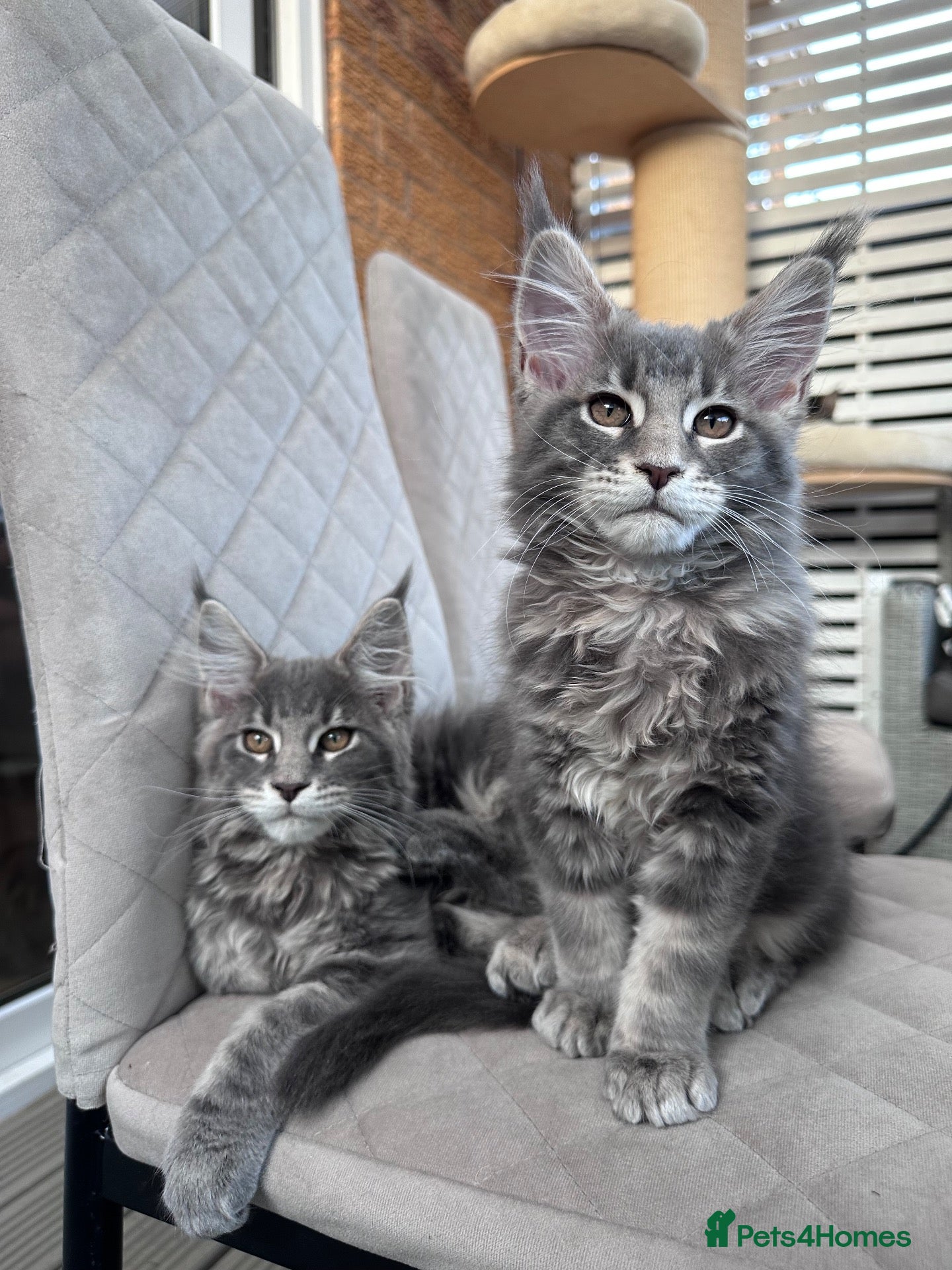 Maine Coon cats ✨3 Gorgeous Pure Breed Maine Coon Kittens✨ - Advert 1