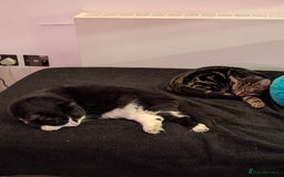 Maine Coon cats for sale: [OREO] LOVING SOFT CARING MAIN COON / RAG DOLL  - Image 3