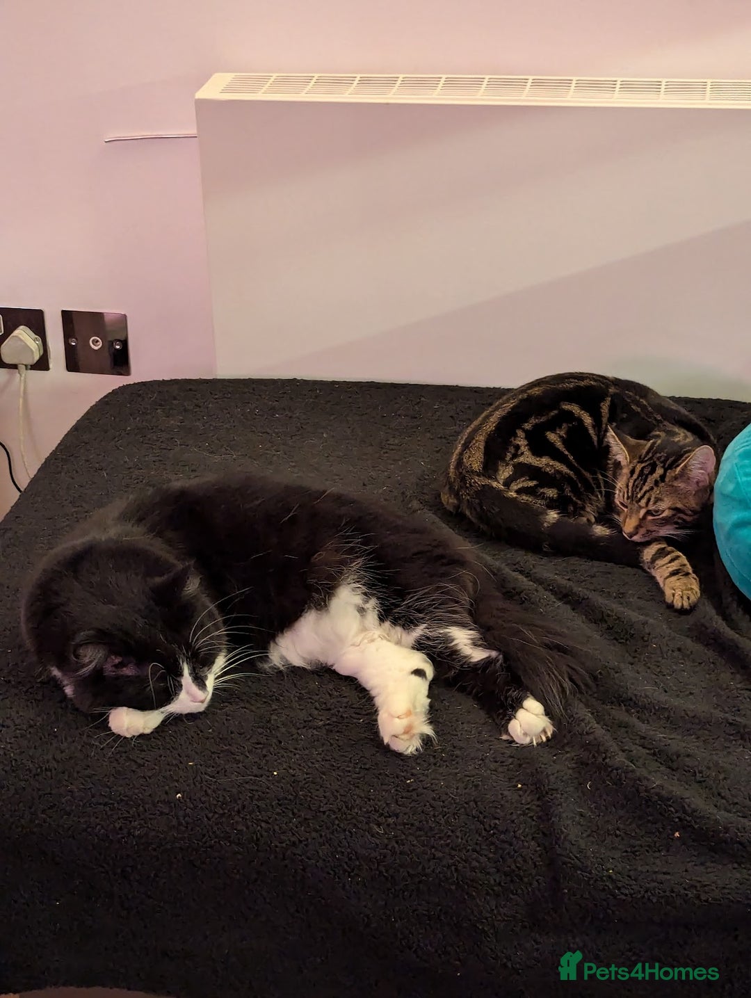 Maine Coon cats for sale: [OREO] LOVING SOFT CARING MAIN COON / RAG DOLL  - Image 3