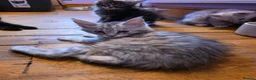 Maine Coon cats for sale: Pedigree Pure TICA Registered Maine Coon Kittens - Advert 10
