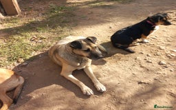 Mixed Breed dogs for adoption: Meet Sweet KATIA !  She needs a new Loving HOME... - Image 13