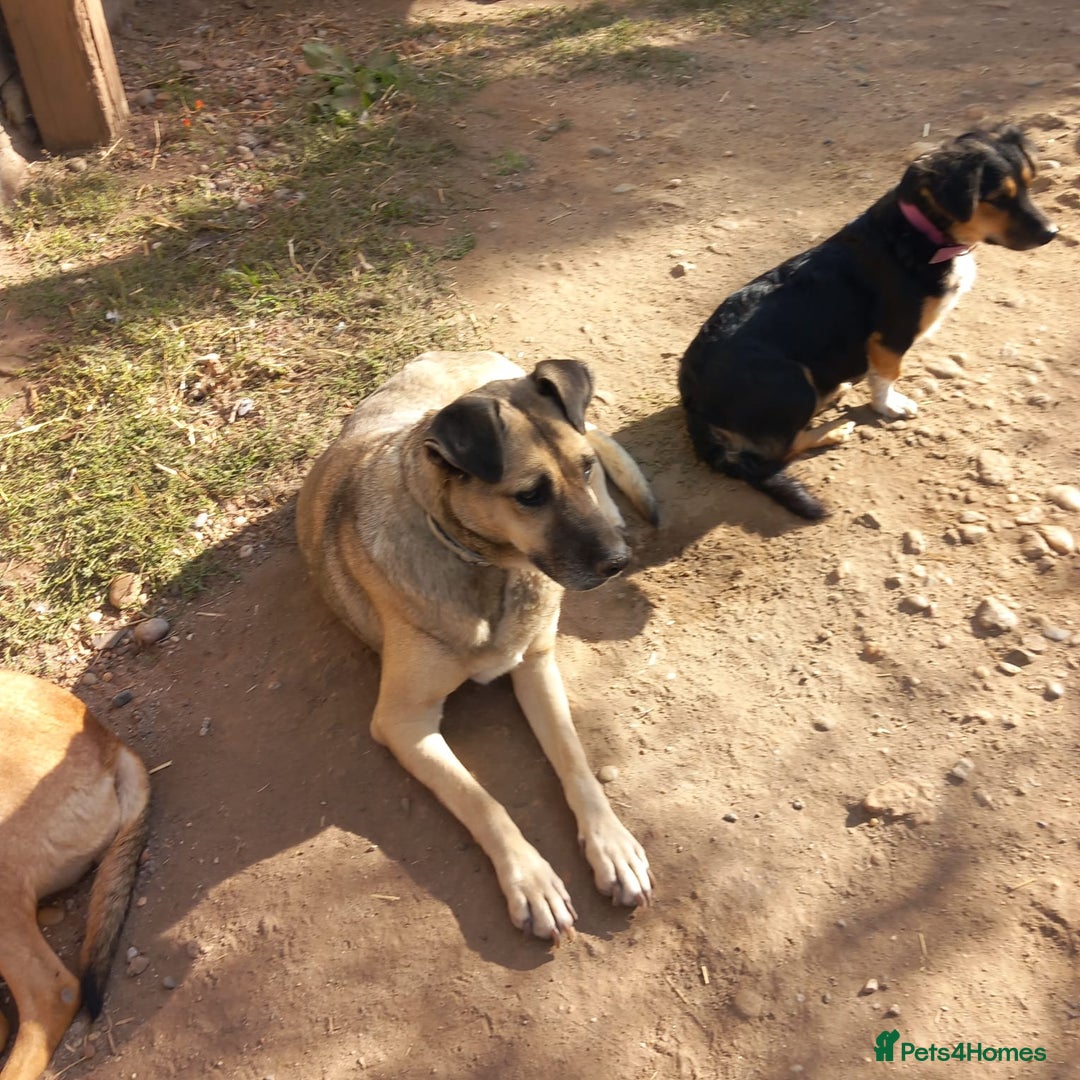 Mixed Breed dogs for adoption: Meet Sweet KATIA !  She needs a new Loving HOME... - Image 13