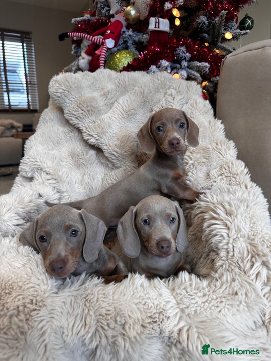 Miniature Dachshund dogs for sale: Stunning ISABELLA miniature dachshunds  - Advert 25
