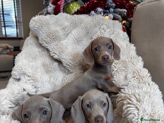 Miniature Dachshund dogs £950 LAST MALE ISABELLA miniature dachshunds - Advert 7