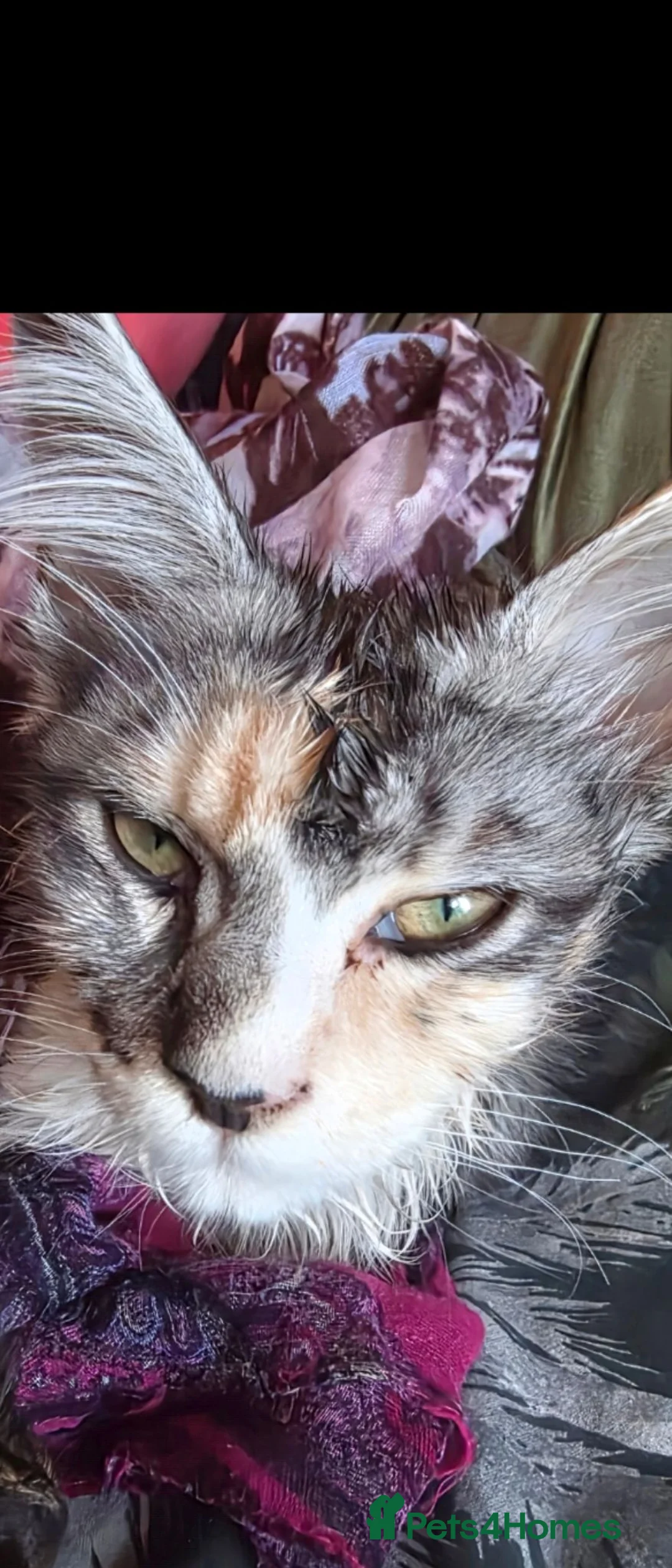 Maine Coon cats for sale: Rare colour main coon  - Advert 2