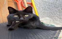 Domestic Shorthair cats for sale: Beautiful 6mo black kitten needing a new home - Image 1