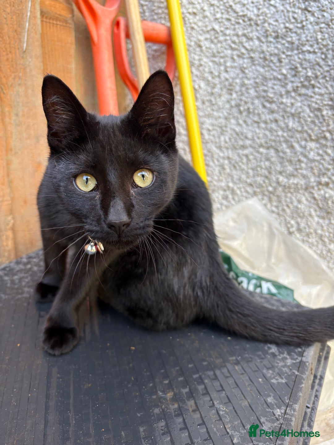 Domestic Shorthair cats for sale: Beautiful 6mo black kitten needing a new home - Image 1