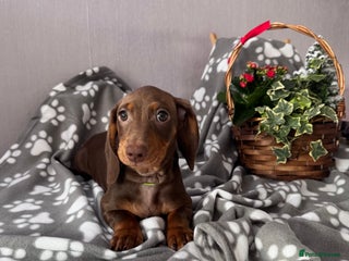 Miniature Dachshund dogs KC Miniature Dachshund 🐾 Just 1 Boy left 🐾 - Advert 12